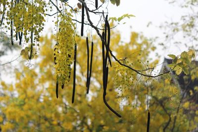 Low angle view of leaves on tree against sky