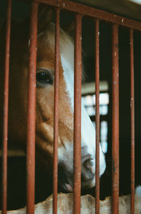 Close-up of horse in cage