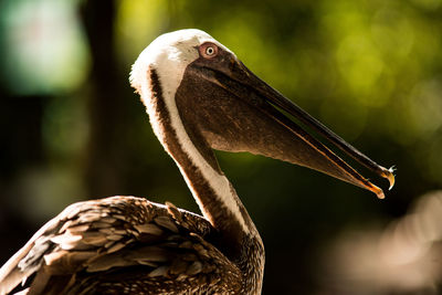 Close-up of bird