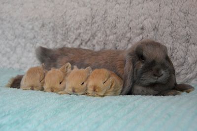 Cat sleeping on bed