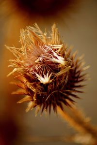 Close-up of wilted plant