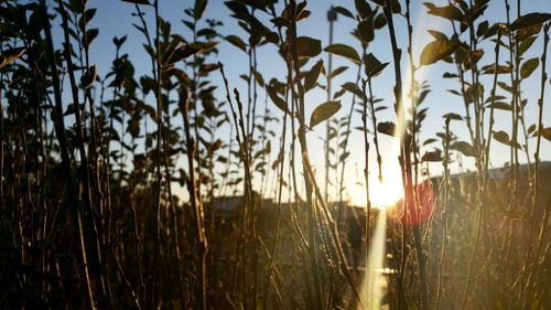 Sun shining through plants on field