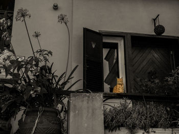 Potted plants growing against wall