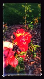 Close-up of red flowers