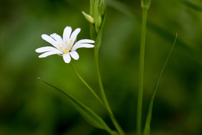 Close-up of white flowers