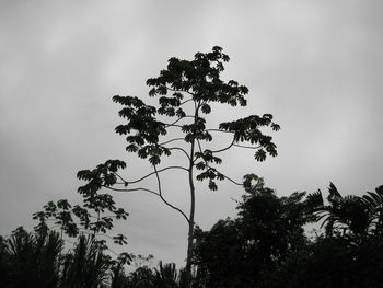 Low angle view of silhouette tree against sky