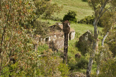 Old ruin amidst trees on field