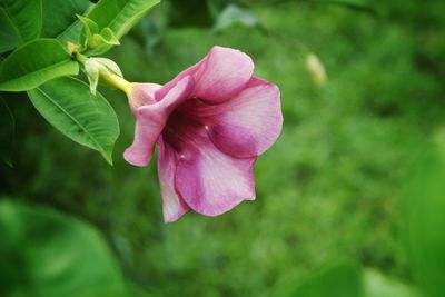 Close-up of pink rose flower