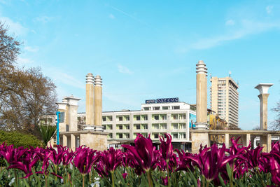 Low angle view of flowering plants by buildings against sky