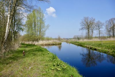 Scenic view of lake amidst trees against sky