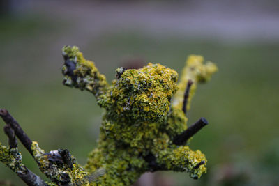 Close-up of caterpillar on plant