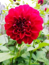 Close-up of red dahlia blooming outdoors