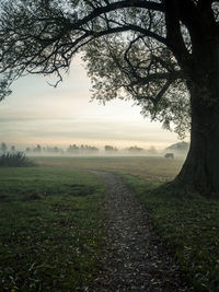 Tree by walkway on landscape against sky