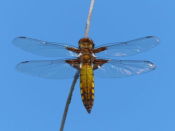 Low angle view of dragonfly against blue sky