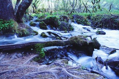 Scenic view of waterfall in forest