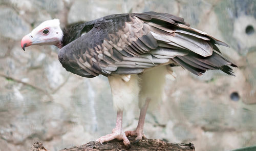 Close-up of a bird