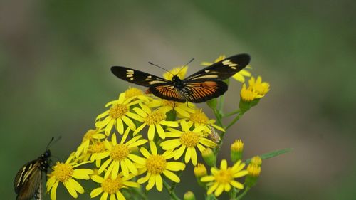 Close-up of butterfly pollinating on yellow flower