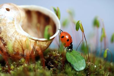 Close-up of ladybug with shell on moss