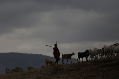 Horses on a field