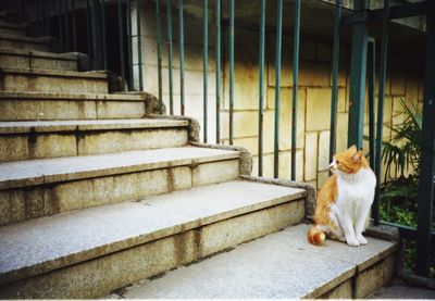 Cat looking away