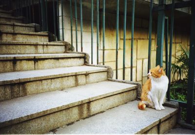 Cat sitting on steps by railing