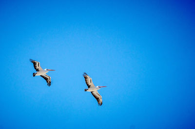 Low angle view of seagulls flying