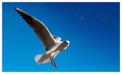 Low angle view of seagull flying