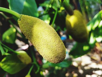 Close-up of fruit on plant