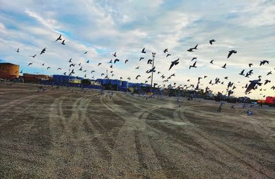 large group of animals