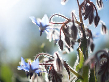 Close-up of purple flowering plant