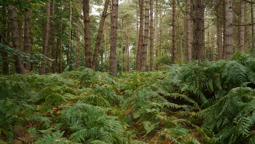 Trees growing in forest