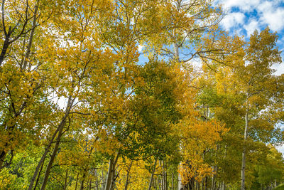 Low angle view of trees in forest during autumn