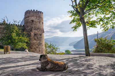 Cat relaxing on a tree