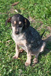 Portrait of dog on field