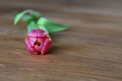 Close-up of pink rose on table