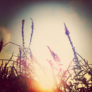 Low angle view of flowers against sky at sunset