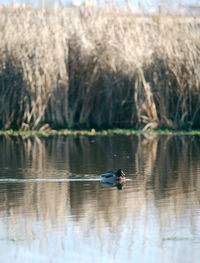 Ducks swimming on lake