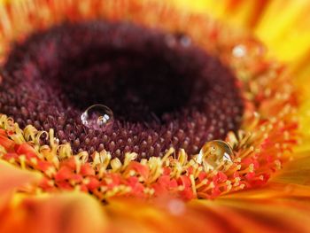 Close-up of honey bee on yellow flower