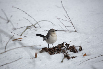 Bird perching on snow covered land