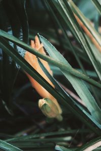 Close-up of a lizard