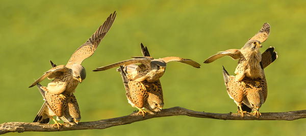 Close-up of bird perching on branch