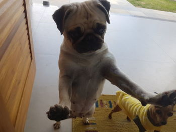 High angle portrait of dog sitting on floor