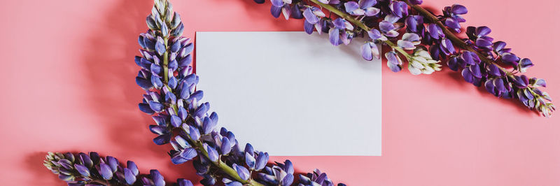 High angle view of purple flowering plant