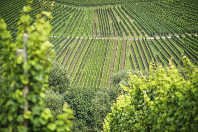 Weinberge at the mosel