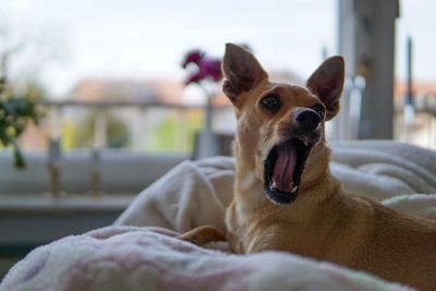 Close-up portrait of a dog