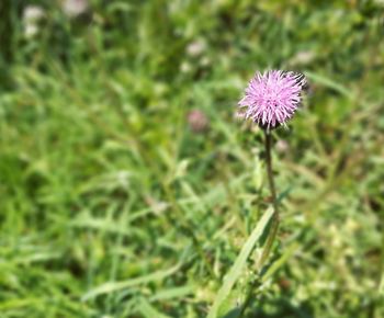 Close-up of flower blooming in field