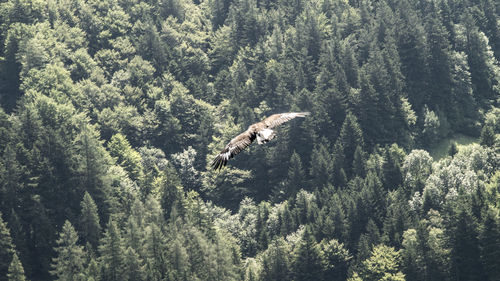 High angle view of eagle flying in forest