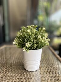 Close-up of potted plant on table