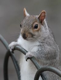 Close-up of squirrel