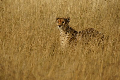 Portrait of cheetah on field